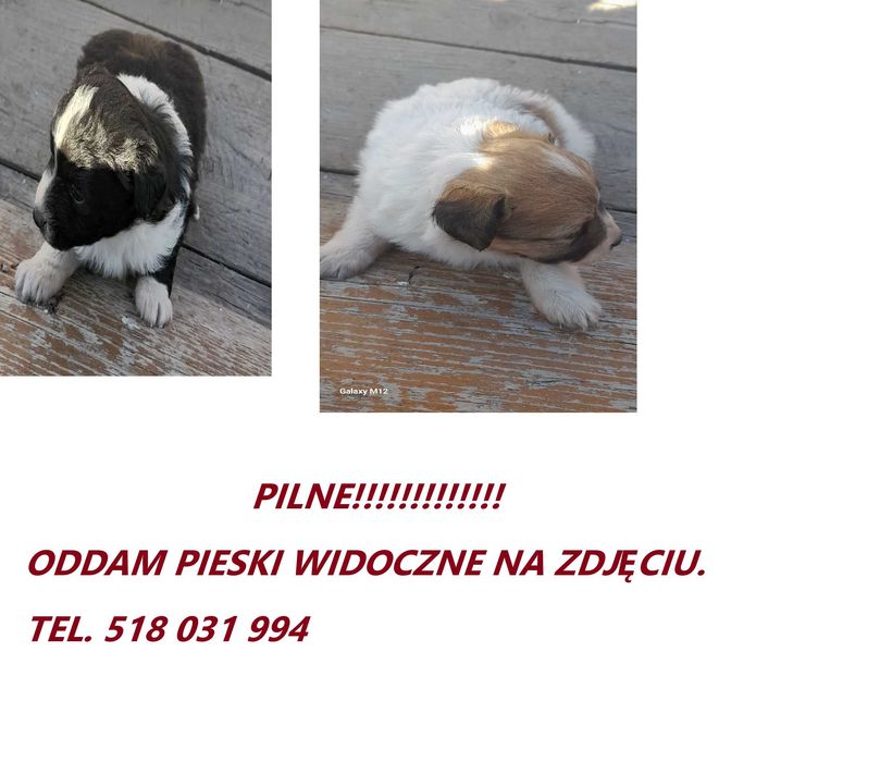 Oddam pieski za darmo