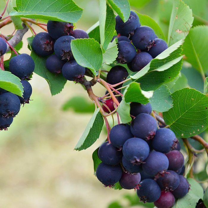 Саджанці ірги ОПТ–Роздріб / Саженцы ирги ОПТ–Розница Дроп/Дропшипінг