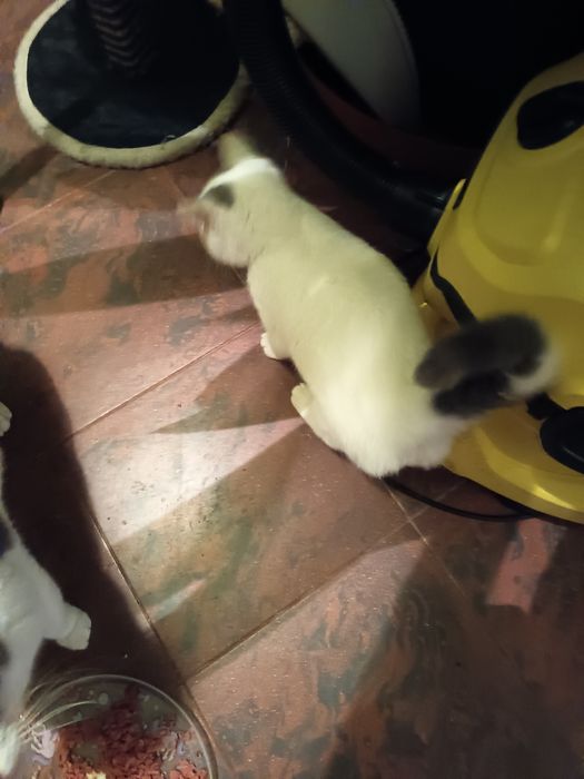 Przepiękny biały kocurek brytyjski