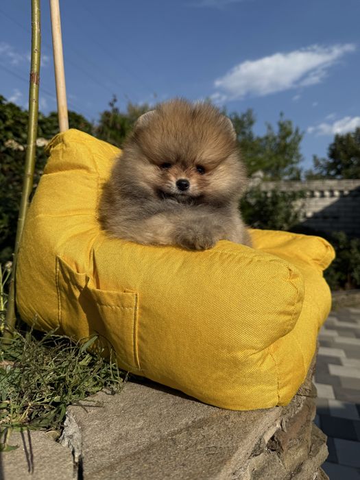 Девочка мишутка