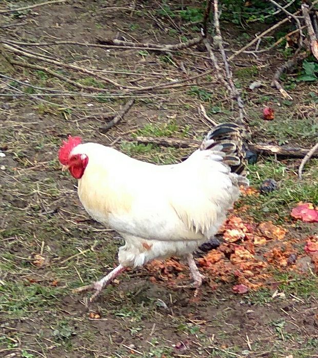 Продаються молоді півні