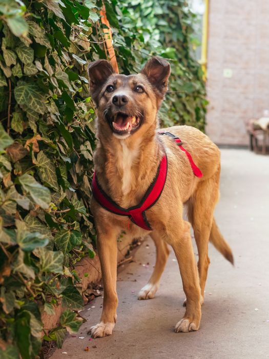 Врятована з зони бойових дій собачка Сімка шукає нову родину!