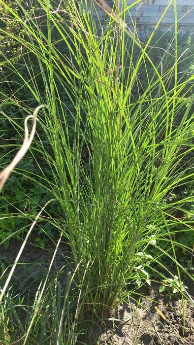 Міскантус гарний злак.
