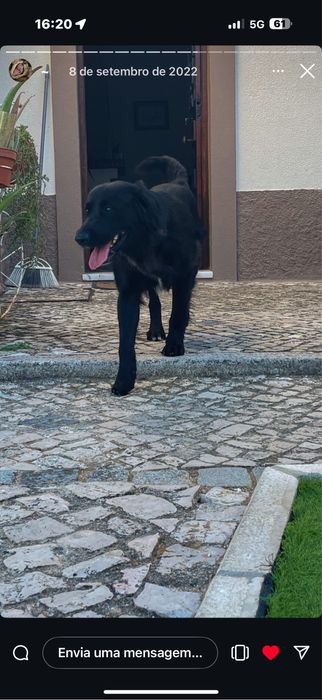 Cães para adocão