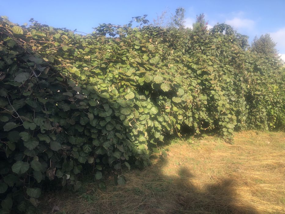 Kiwis 100% biologicos