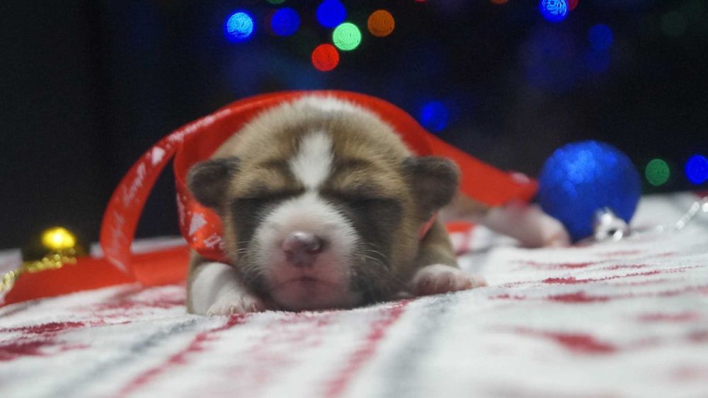 rudo-biały piesek Basenji, Zkwp/FCI, do rezerwacji