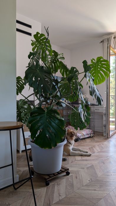 Monstera piękna zdrowa