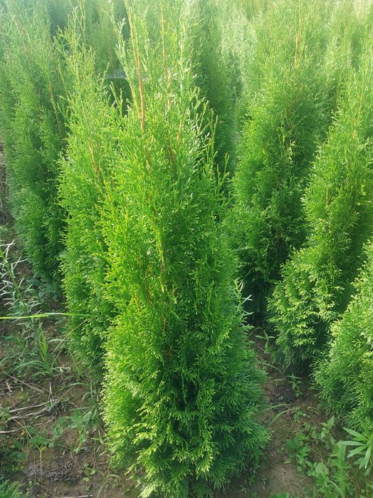 Żywotnik SMARAGD (TUJA SZMARAGD) wysokość 100-110 cm kopana z gruntu