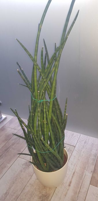 Kwiat Sansewieria walcowata cylindryczna