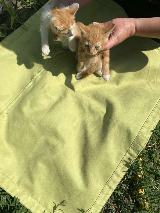 Котята бесплатно