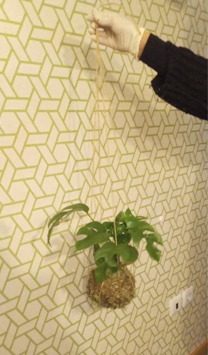 Vende-se plantas em kokedamas