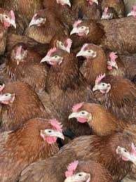 KURKI NIOSKI KURY  z jajkiem 25 tyg.  Dowóz Gratis!!