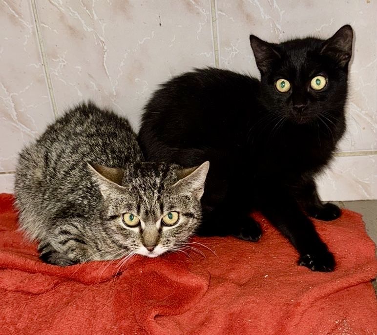 Котята 4мес красивая кошечка черная котик черный табби кішечка котенок