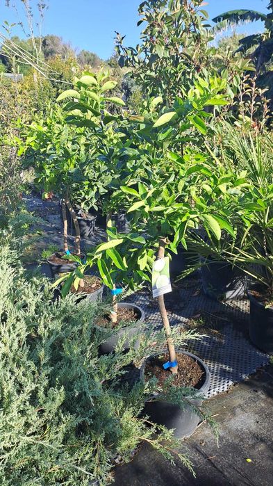 TANGERINEIRAS (Citrus Reticulata)