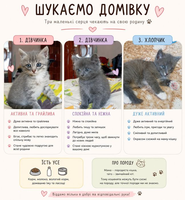 шукаємо домівку кошенятам