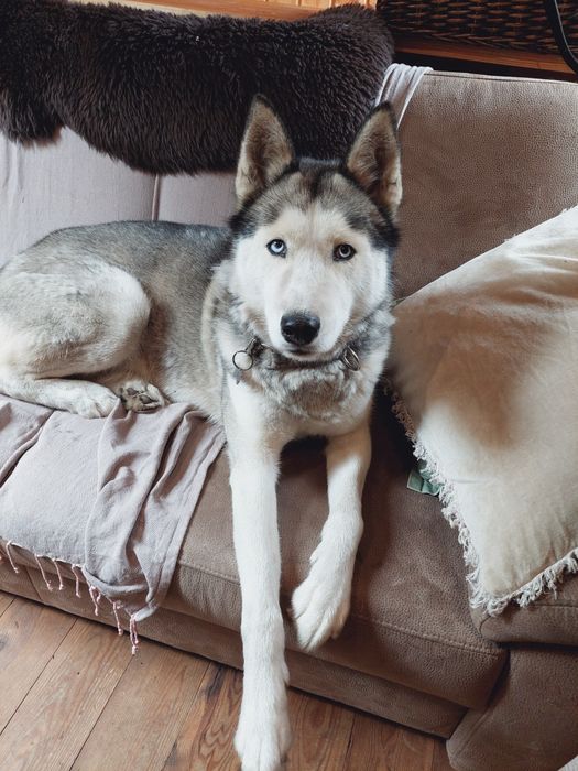 Husky Syberyjski Oddam CZYTAJ OPIS  samiec niekastrowany rodowód