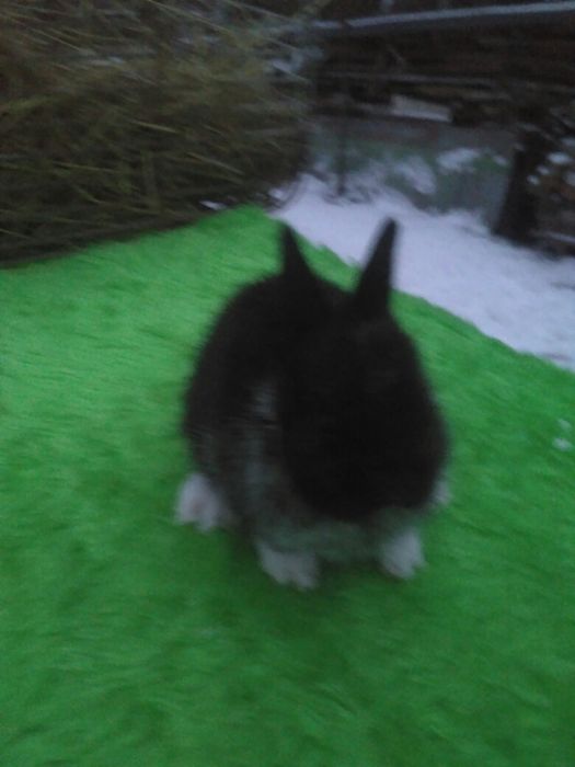 Декоративні Кролики