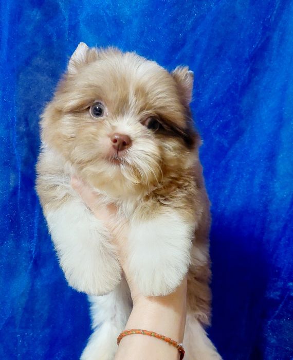 Мальчик бивер йорк ,будет до 2 х кг