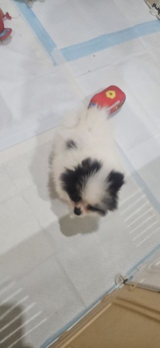 Szpic Miniaturowy pomeranian suczka