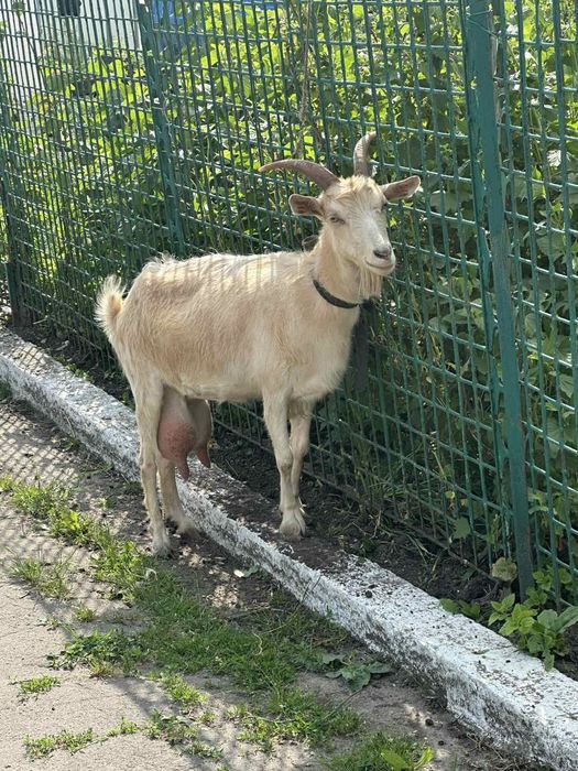 Продаються кози та козенята