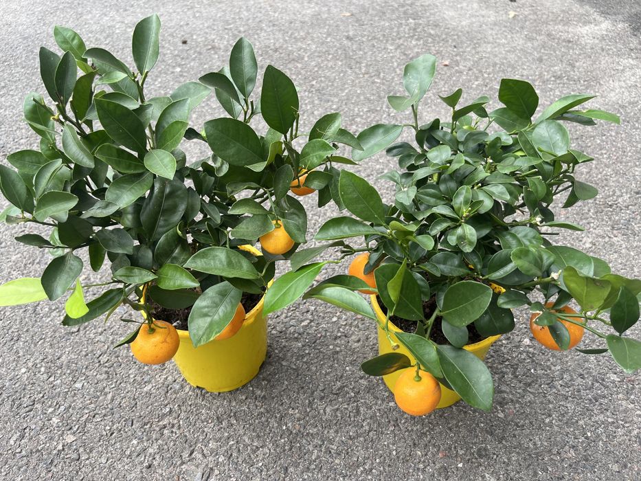 Цитрус Каламондин
