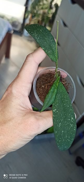 Hoya callistophylla, dischidia, finlaysonii, ETS 10