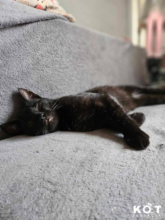 KRYSTIAN I GREY szukają domku