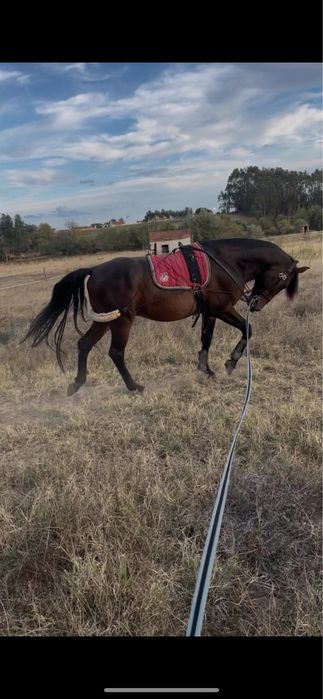 Cavalo cx lusitano