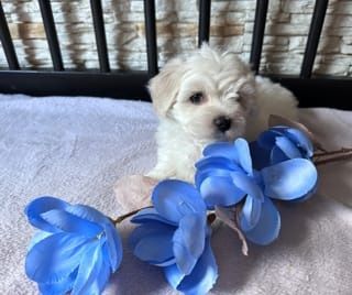 Maltańczyk szczeniaczek