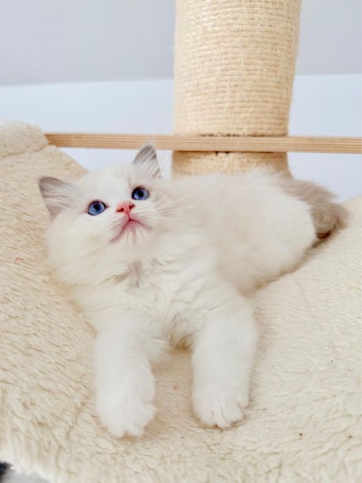 Kocur Ragdoll kociak blue bicolor, kot - rodowód FPL, Draco - gotowy do odbioru