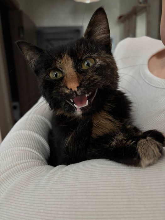 Віддамо кицю в добрі руки