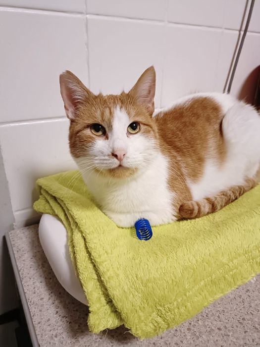 Kochany, przyjazny kot do adopcji - Stefanek szuka domu