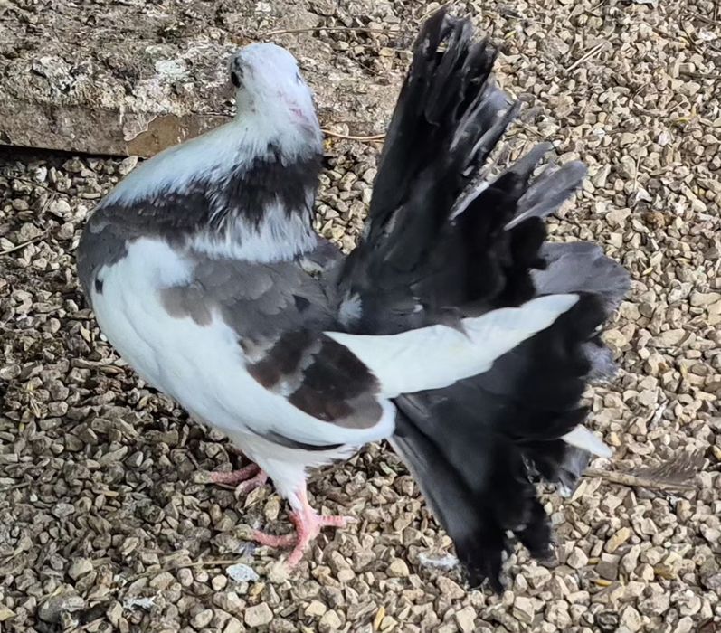 GOŁĘBIE różne rasy