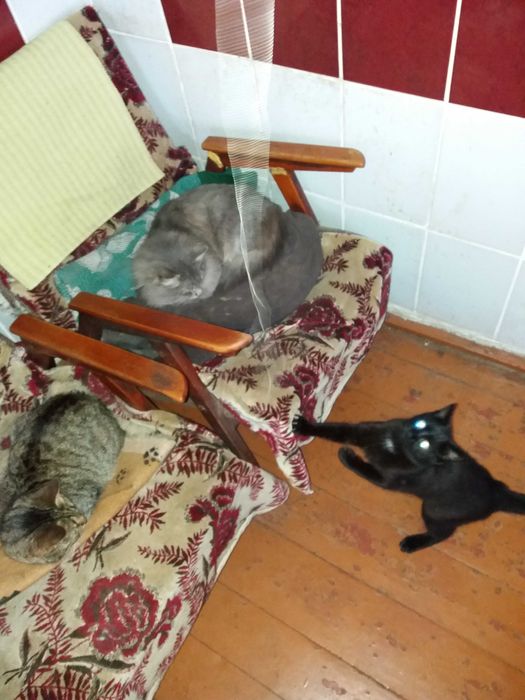 Коти сірий пухнастий і чорний