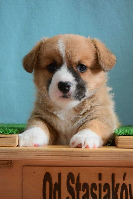 Welsh Corgi Cardigan szczenie