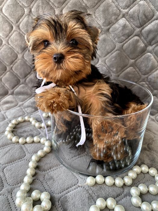 Йорки гарнесенькі