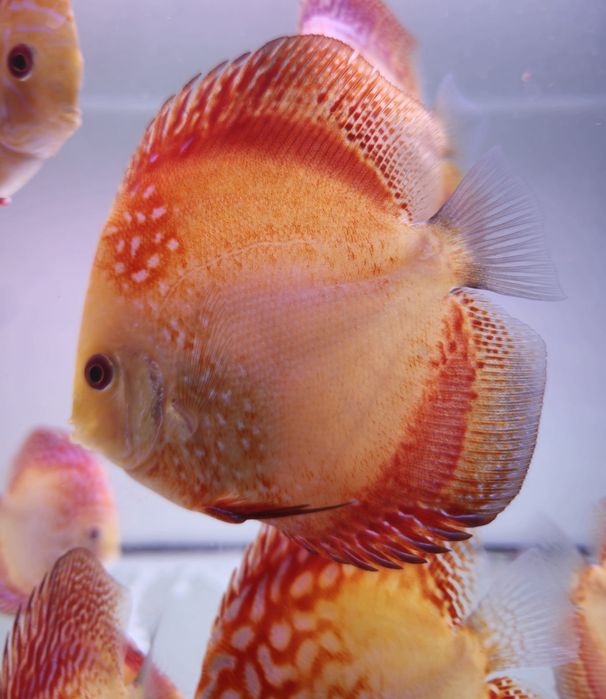Discus em stock mais 1000 peixes nascidos este ano
