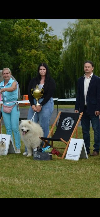 Reproduktor Samoyed – piękny, zdrowy pies do krycia