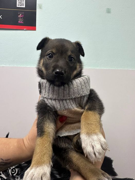 Прилаштовується крихітний хлопчик