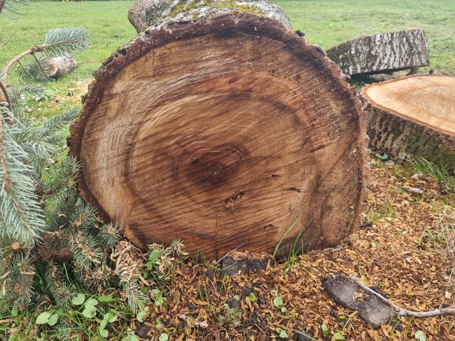 Orzech włoski kłody