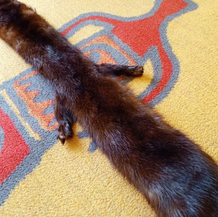Futerko z norki , zadbane, błyszczące . Długość 70 cm , szerokość 6,5