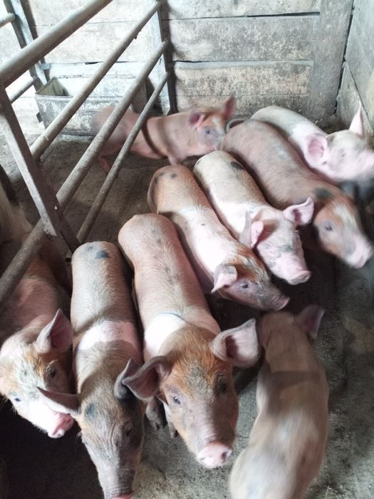 Поросята поросята