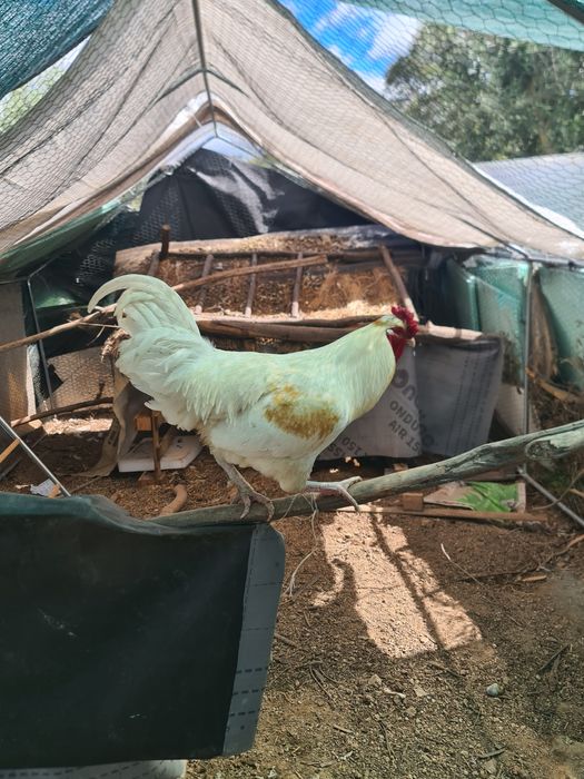 Galos  brancos para venda