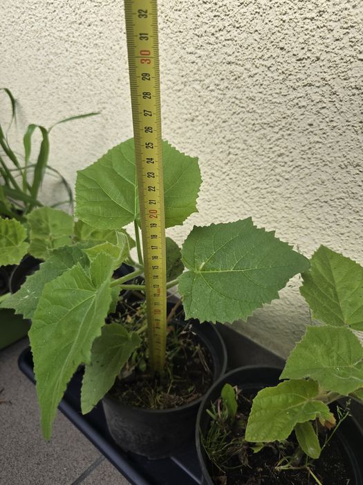 Drzewa tlenowe paulownia już zimowała