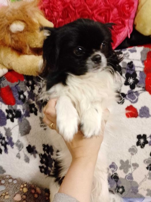 Японський хін хлопчик