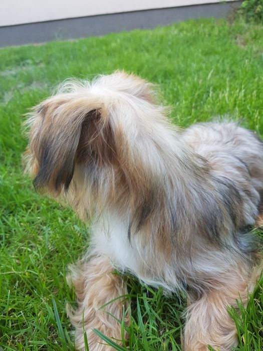 Yorkshire Terrier Ocean Pearl piesek