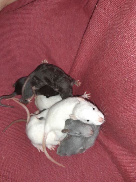 Крысята  крыса дамбо голубая щурята