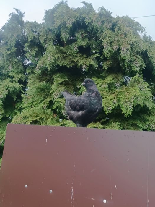 Gołębie Kingi młodzież