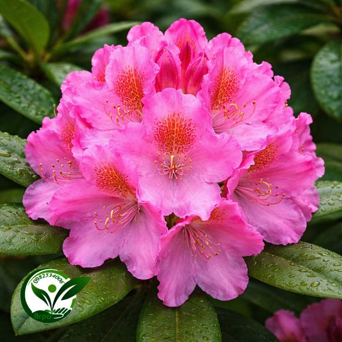 Купити кущ саджанець рододендрон в горщику