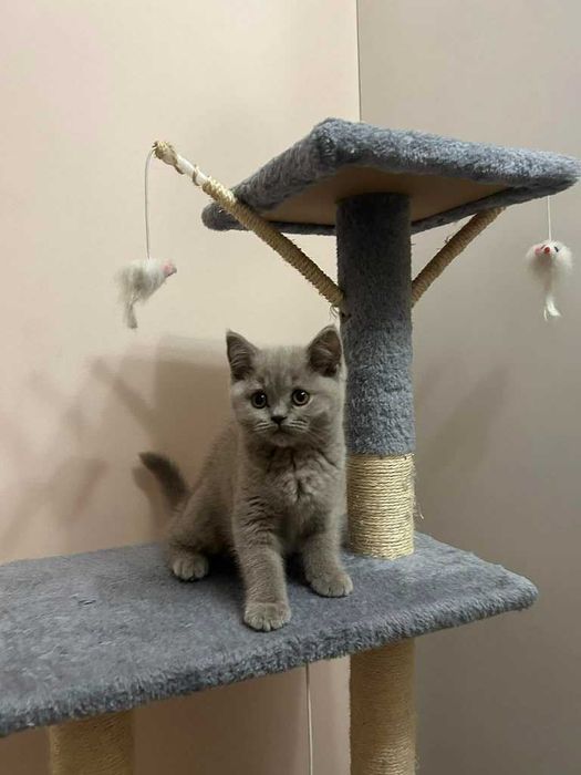 Kot Brytyjski - kotka